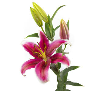 Oriental Lilies