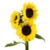 Product Brillance - Image 2
